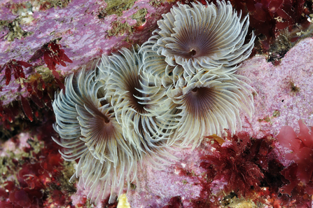 Twin fan worms