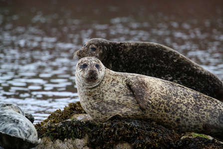 Common seals