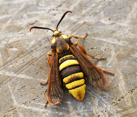 Hornet moth