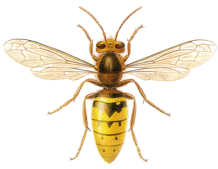 European hornet illustration