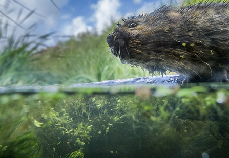 Water vole on Gwent Levels
