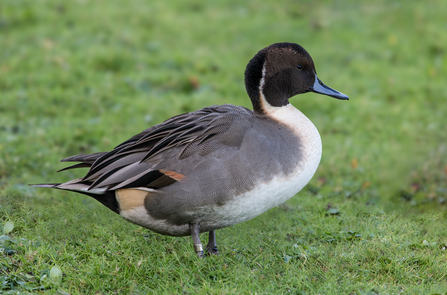 A drake pintail standing on grass