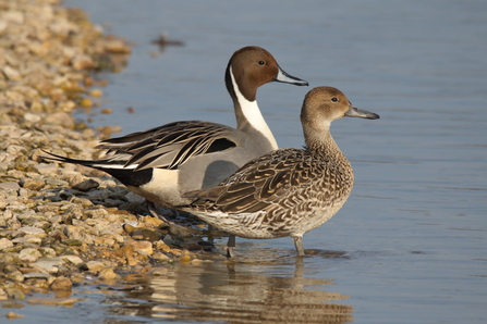 A pair of pintail standing on a stony shore