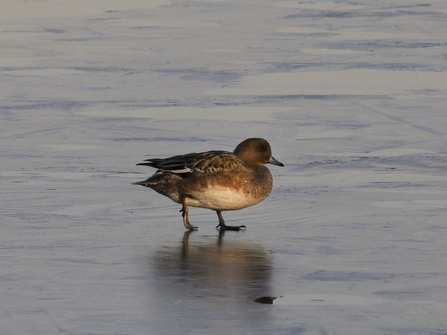 A female wigeon walking on ice