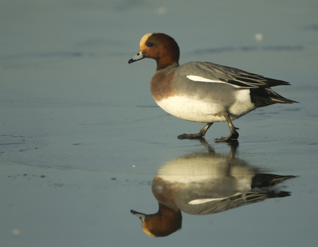 A male wigeon walks on a patch of ice