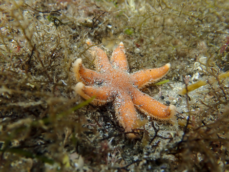 Seven armed starfish