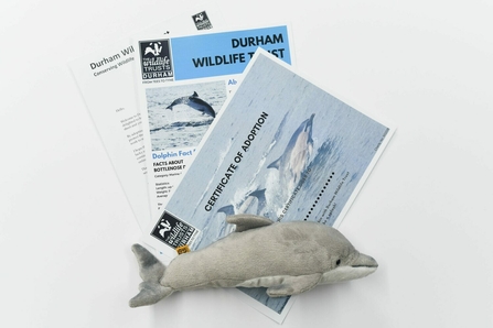 Dolphin Durham WT