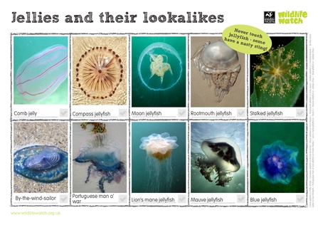 A spotting sheet of jellyfish and their lookalikes