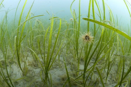 Stalks of seagrass growing out of the seabed