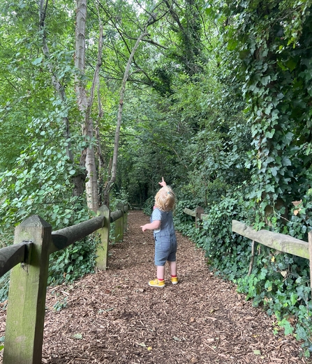 A toddler exploring a woodland 