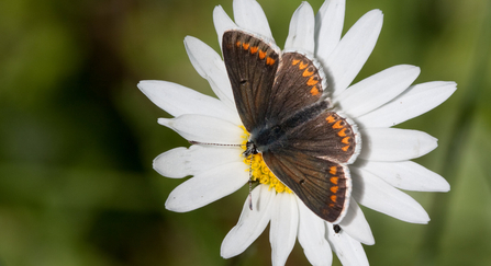 A brown argus butterfly resting on a white flower, its chocolate brown wings spread wide showing the orange spots along the edges