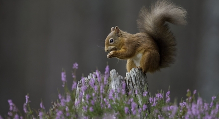 Red squirrel in flowering heather by Peter Cairns/2020VISION