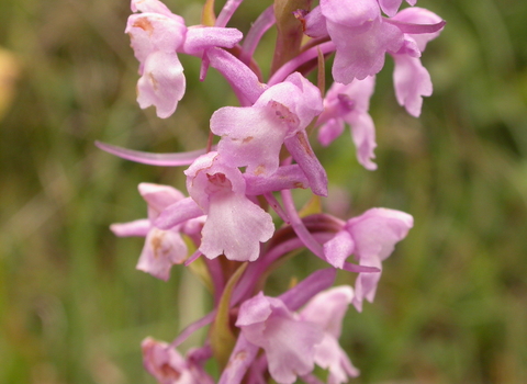 Common Fragrant-orchid