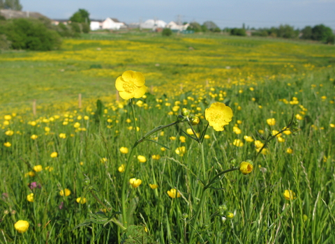 Meadow Buttercup