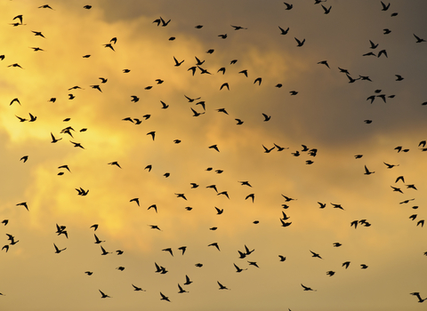 Starlings Sunset Terry Whittaker/2020VISION
