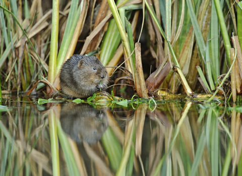 Water Vole (c) Terry Whittaker/2020VISION