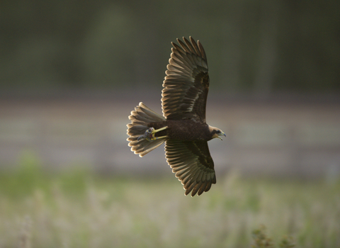 Marsh harrier flying over fields, The Wildlife Trusts