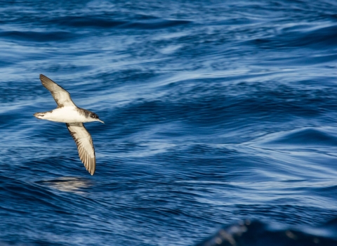 Manx shearwater flying over sea, The Wildlife Trusts