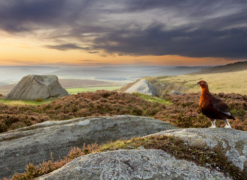 Red grouse overlooking dramatic heather moorland view, The Wildlife Trusts