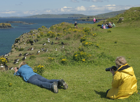 People watching puffins, The Wildlife Trusts
