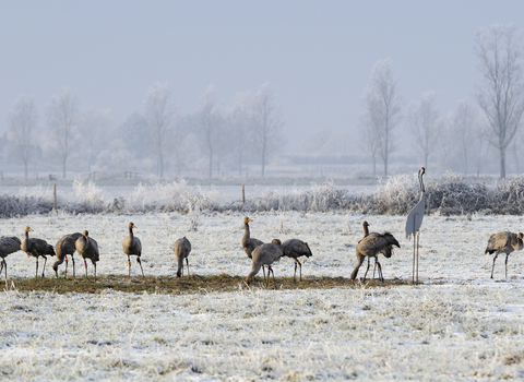 Flock of juvenile cranes feeding on scattered grain on a frosty field, The Wildlife Trusts
