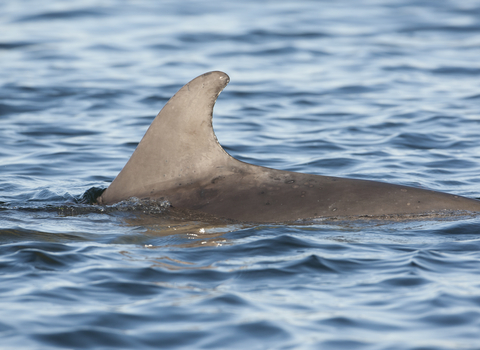 Dolphin dorsal fin breaking surface, The Wildlife Trusts