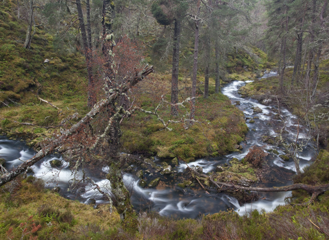 Stream running through ancient Scottish woodland, the Wildlife Trusts