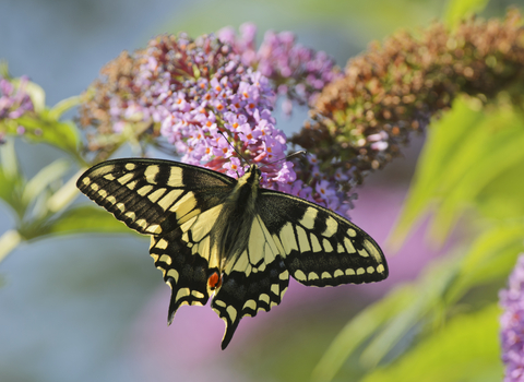 Swallowtail butterfly on pink buddleia flowers, The Wildlife Trusts