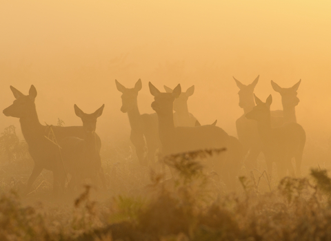 Red deer hinds in mist at sunrise, The Wildlife Trusts