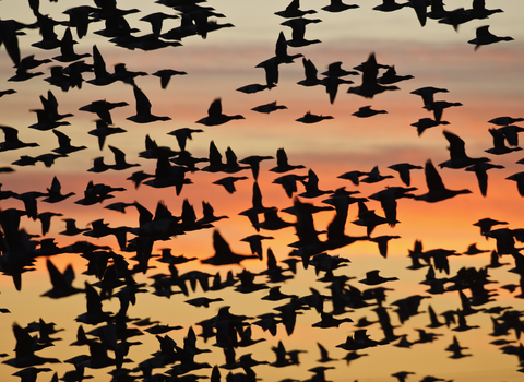 Dark-bellied brent goose migrating against an orange sky, The Wildlife Trusts