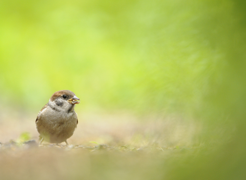 Tree Sparrow fledgling foraging for food in a field, The Wildlife Trusts