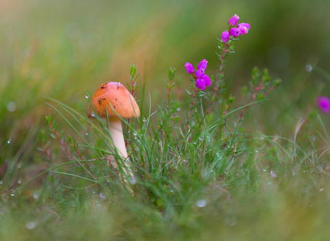 Mushroom amongst grass, The Wildlife Trusts