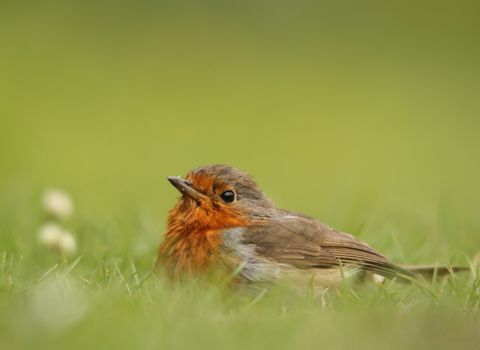 Robin sitting in the grass, The Wildlife Trusts