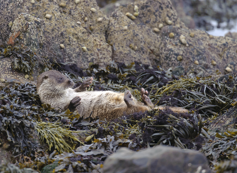 A young European otter lying on back drying off on seaweed