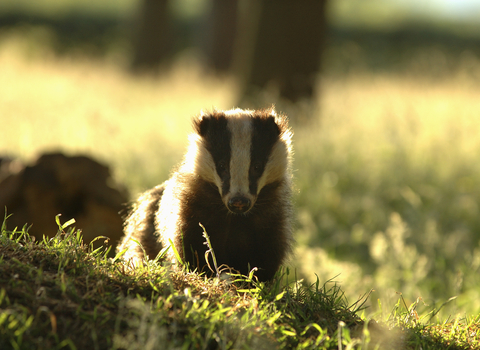 Badger © Andrew Parkinson/2020VISION