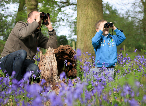 People in bluebell wood looking through binoculars