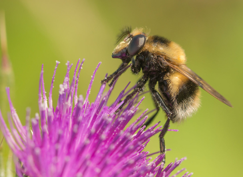 A bumblebee mimic hoverfly on a purple thistle flower. It's a fuzzy black and yellow hoverfly with a white tip to the abdomen, looking just like a bee. It's given away by its large eyes and short antennae