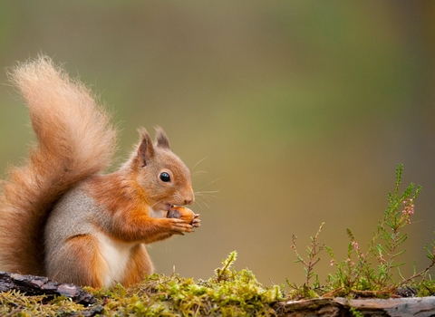 Red squirrel (Sciurus vulgaris) Scotland, November
