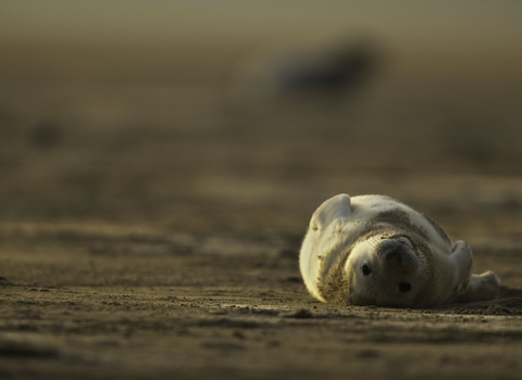 Grey Seal (Halichoerus grypus). Donna Nook National Nature Reserve, Lincolnshire, United Kingdom