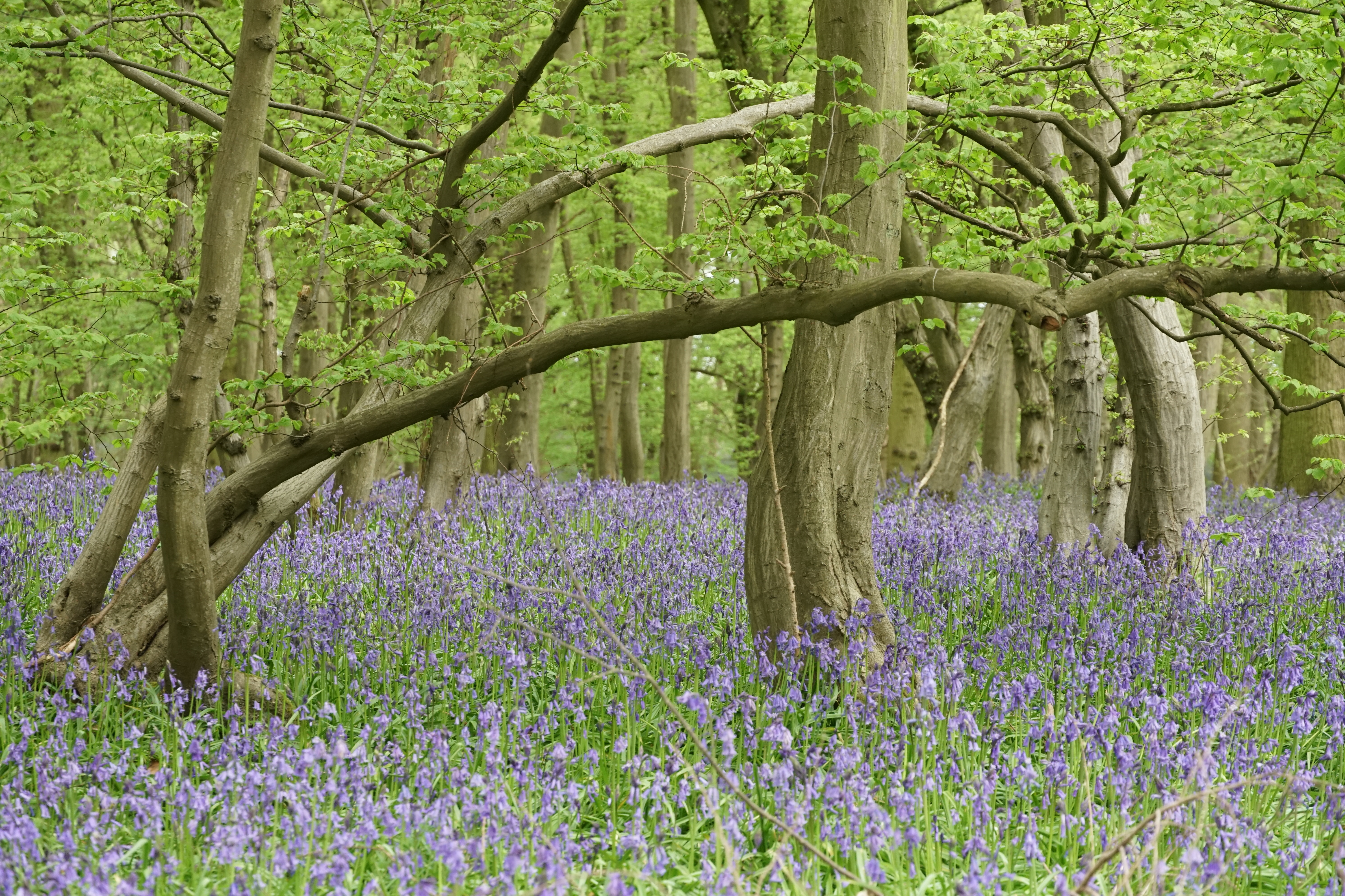 Astonbury Wood