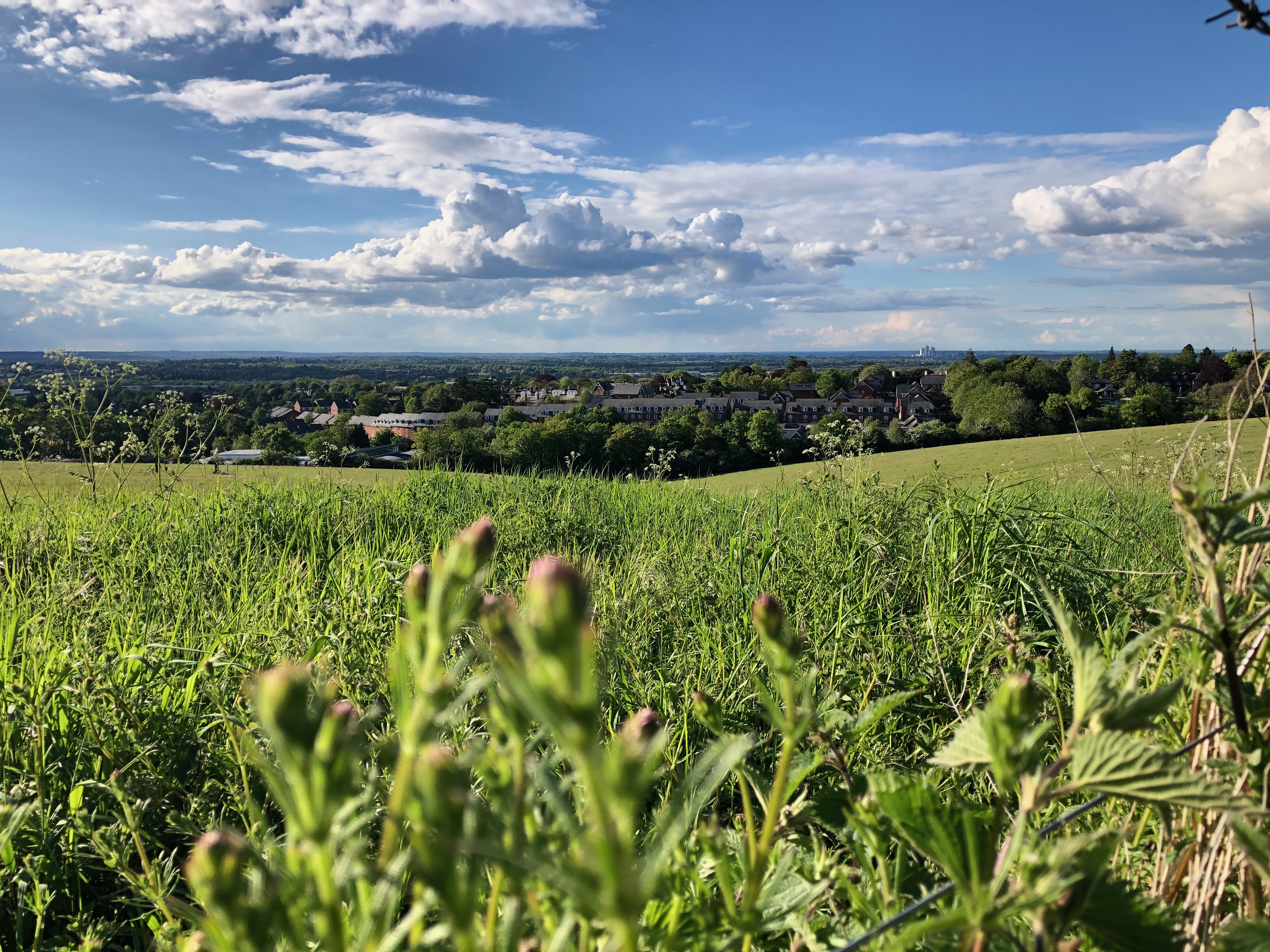 Pewley Down Fields 