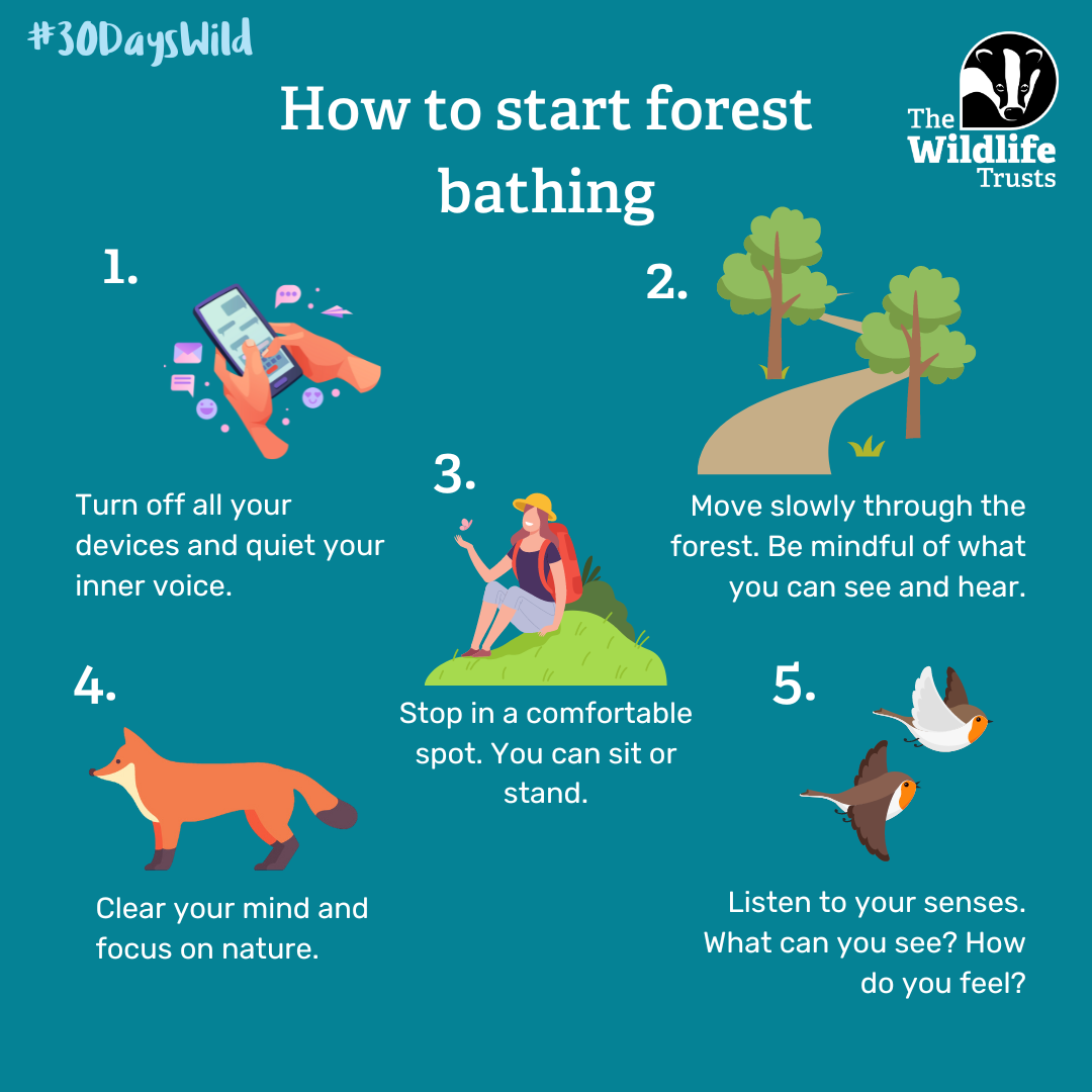 How to start forest bathing