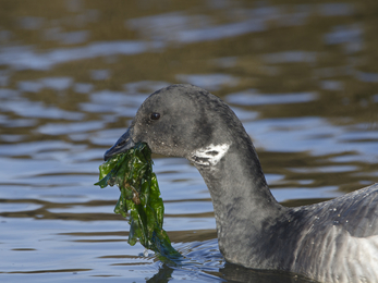 Brent Geese | The Wildlife Trusts