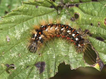 fuzzy brown caterpillar identification