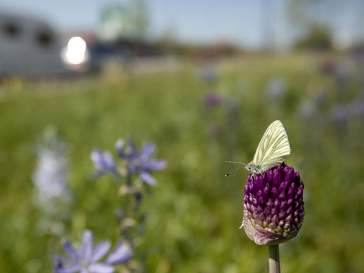 Join Birmingham & Black Country Wildlife Trust | The Wildlife Trusts