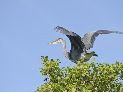 Juvenile grey heron perched on a tree with wings spread, The Wildlife Trusts