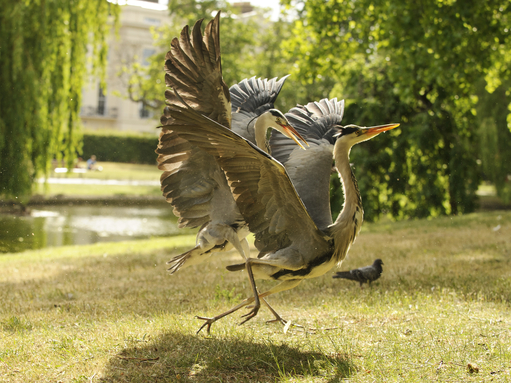 Two adult herons fight with wings spread near a lake in Regents park, The Wildlife Trusts