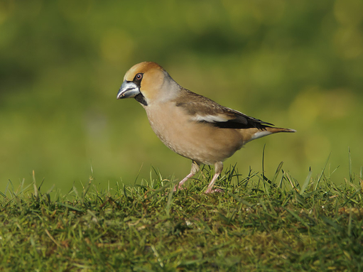 Where to see a hawfinch | The Wildlife Trusts