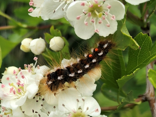 A fully-grown brown-tail moth caterpillar