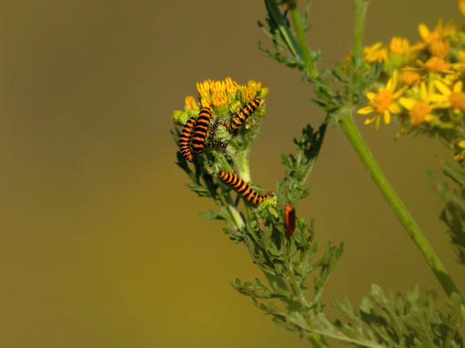 A group of stripy black and orange cinnabar caterpillars chomp on a ragwort plant